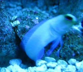 Reef_Aquarium_by_Dan_001.webp Reef_Aquarium_by_Dan_001.webp
