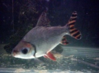 flag_tail_001.jpg flag_tail_001.jpg