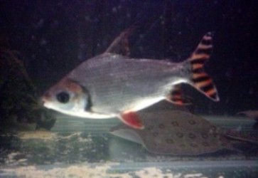 flag_tail_002.jpg flag_tail_002.jpg