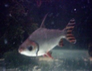 flag_tail_003.jpg flag_tail_003.jpg