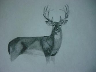 deerpencil.JPG