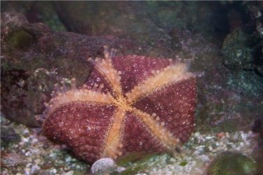 170106_starfish.jpg
