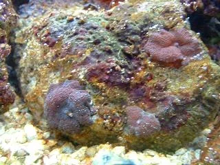 Reef_Aquarium_005.webp