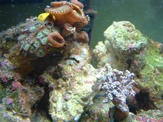 Reef_Aquarium_013.webp