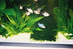 30gtank6.JPG 30gtank6.JPG