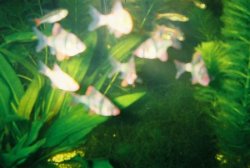 30gtank3.JPG 30gtank3.JPG