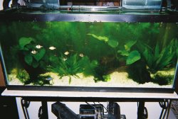 30g_tank.JPG 30g_tank.JPG