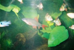 30gtank5.JPG 30gtank5.JPG