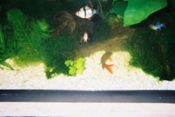 30gtank4.JPG 30gtank4.JPG