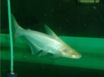 fish_name.webp