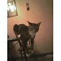 pics.webp