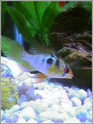 bolivio.jpg bolivio.jpg