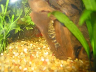 pleco_pic.webp