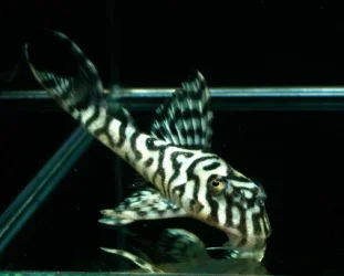 queen_imperial_zebra1541.webp
