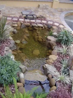 pond_planted_3.webp