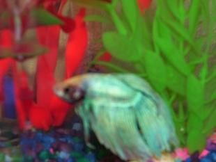 betta_g_vbergyvw4.JPG betta_g_vbergyvw4.JPG