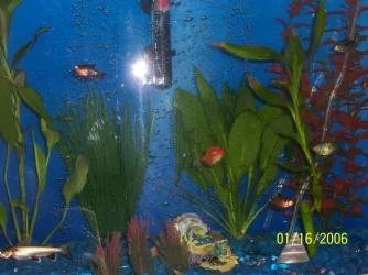 allmyfish.webp