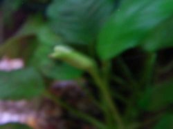 anubias2.jpg anubias2.jpg
