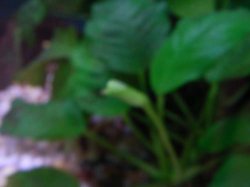 anubias_3.jpg anubias_3.jpg