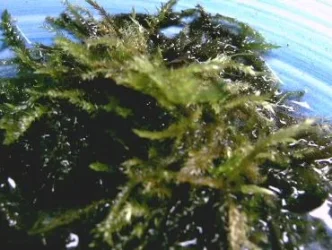woodland_moss.webp woodland_moss.webp