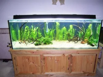 tank2.webp