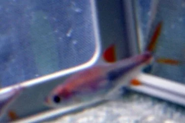 rasbora.webp rasbora.webp