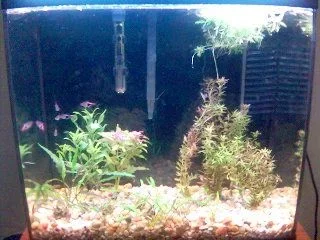 15g_Jan_27_2005.webp