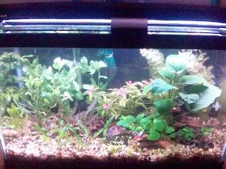 10g_Jan28_redone_Anubia_love.webp