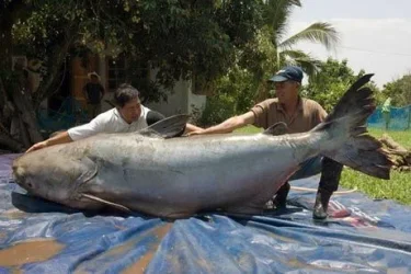 1catfish1.webp