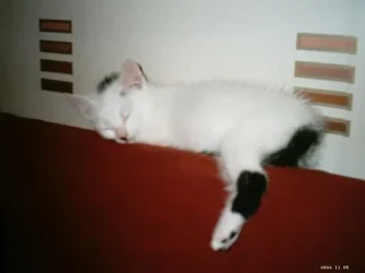 gizmo_005.webp