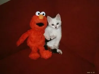 1234_012...webp