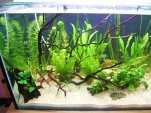 tankleft.webp
