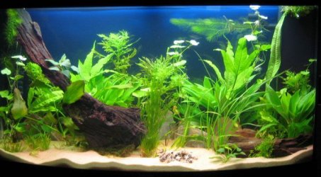 largertank.jpg largertank.jpg