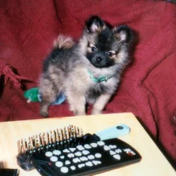 baby_taz.webp baby_taz.webp