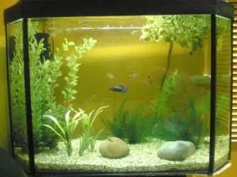 comm_tank.webp