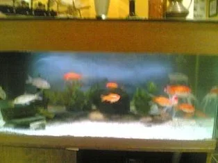 Image_077_.webp