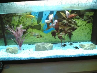 04022006.webp