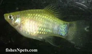 platy.webp