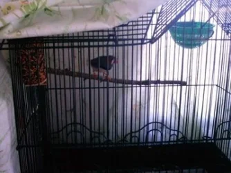 zebrafinch2.webp