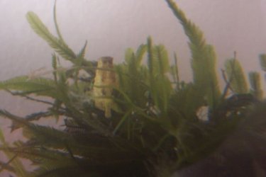 seahorse1.jpg