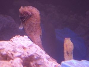 Seahorse1.jpg