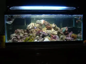 Reef_Aquarium_011.webp