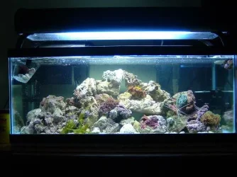 Reef_Aquarium_014.webp