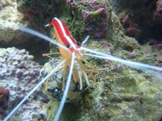 Reef_Aquarium_012.webp
