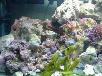 Reef_Aquarium_015.webp