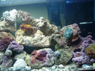 Reef_Aquarium_016.webp