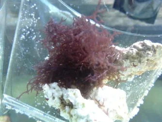 Reef_Aquarium_017.webp
