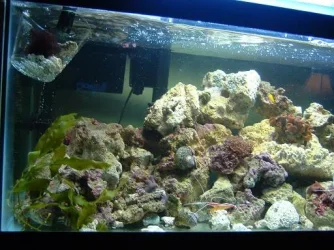 Reef_Aquarium_018.webp