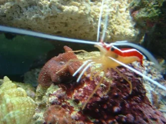 Reef_Aquarium_020.webp