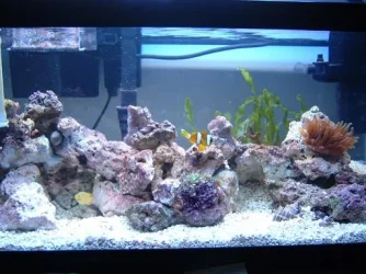 Reef_Aquarium_007.webp